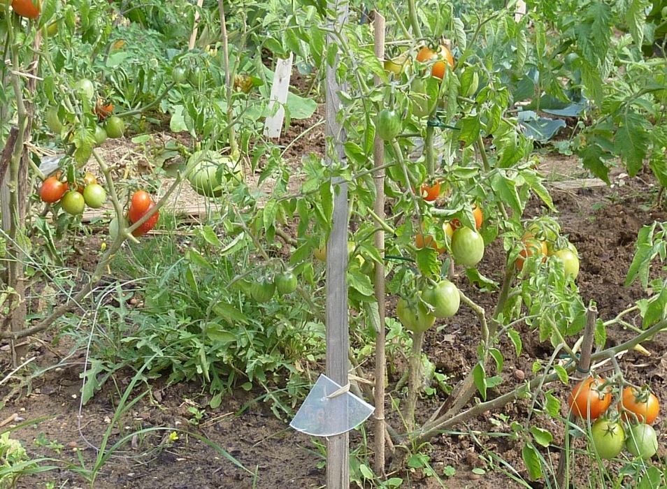 tomates1.JPG