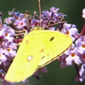 Papillon Citron Budléia