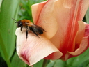 Andrena nitida Tulipe