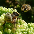 Megachile couple Sedum s Campanules