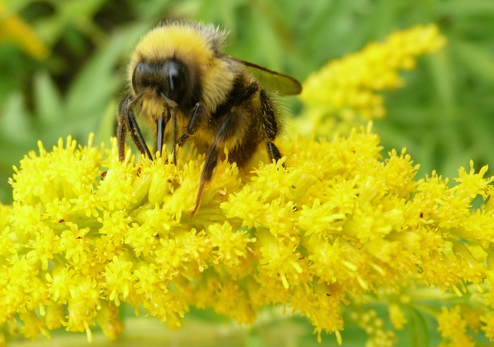 Bombus pratorum mâle Solidage 2 - Bombus pratorum mâle Solidage 2.JPG Bombus pratorum mâle Solidage 2.JPG