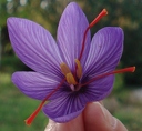 Crocus a safran - Crocus sativus (Iridacées)