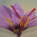 Crocus a safran - Crocus sativus (Iridacées)