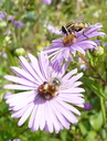 Bombus pascuorum + Syrphe Helophilus Aster