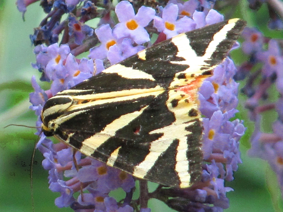 Papillon Ecaille de Chine Budléia.JPG