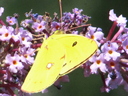 Papillon Citron Budléia