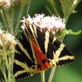Papillon Ecaille de Chine Eupatoire