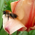 Andrena nitida Tulipe