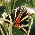 Papillon Ecaille de Chine Eupatoire 2