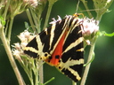 Papillon Ecaille de Chine Eupatoire 2