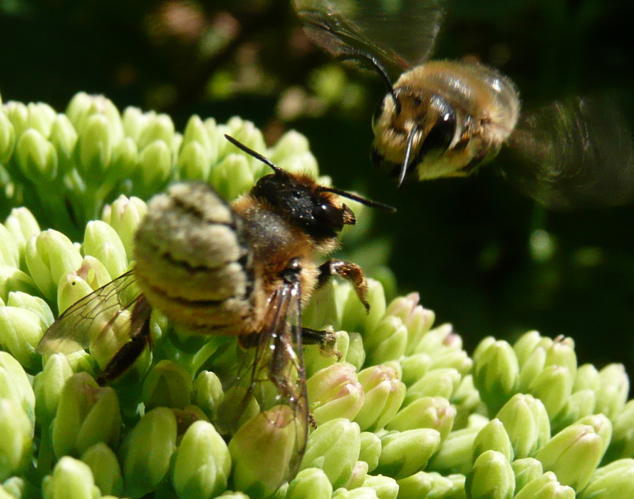 Megachile couple Sedum s Campanules.JPG