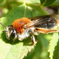 Andrena Haemorrhoaea fem