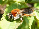 Andrena Haemorrhoaea fem